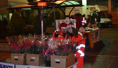 foto della vendita delle stelle di natale 2013