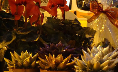 Vendita stelle Natale